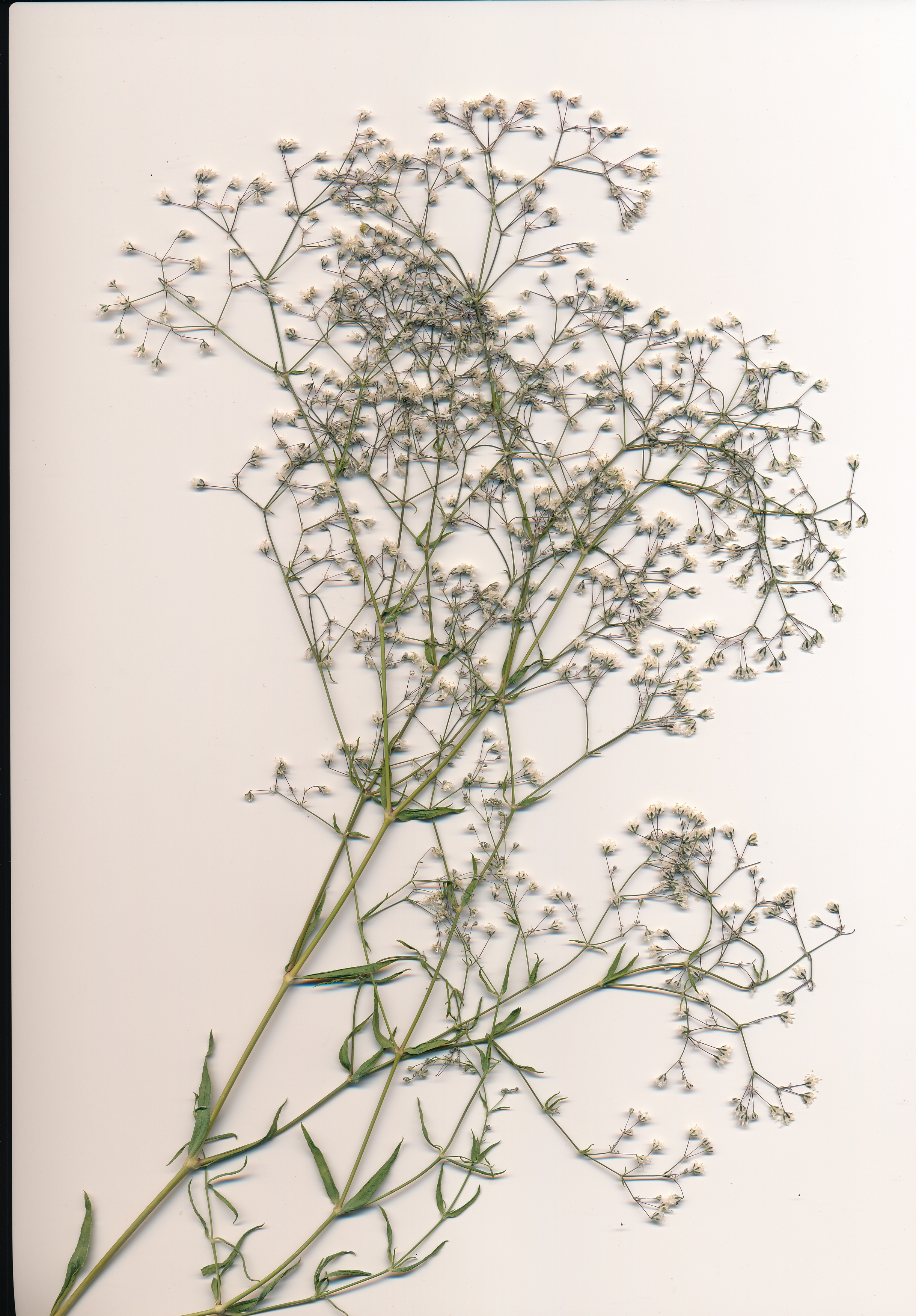 herbier